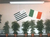 Décoration de la salle: les drapeaux breton et irlandais